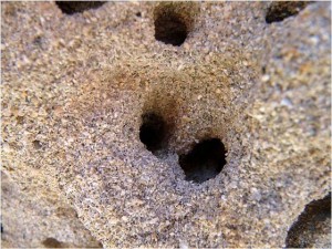 Pest Control in Apartments Watch Out For Breeding Sites!