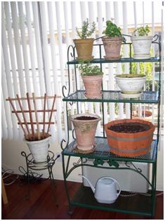 Indoor Gardening Tips