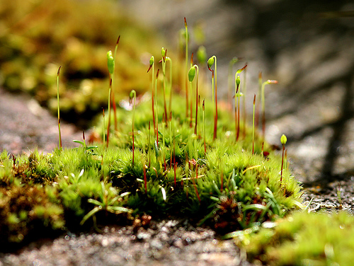 Removing monsoon moss