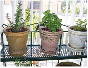 Indoor Gardening 101