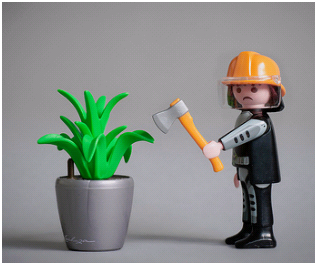 Plants that should be avoided