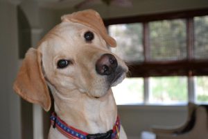 friendly-pet-dog