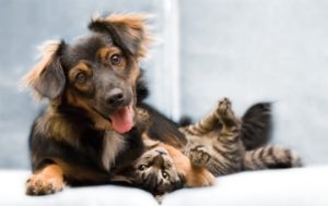 Cat-dog-play