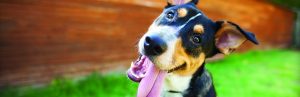 dog-tongue-hanging