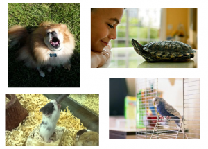 pets in apartments Pet-dog-pet-turtle-pet-hamster-pet-budgie-at-home
