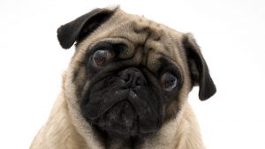 pet-dog-crying-at-home