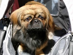 Pet-dog-crying-at-home
