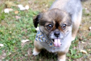 pet-dog-tongue-hanging