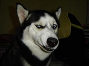 excuse-me-pet-dog-confused