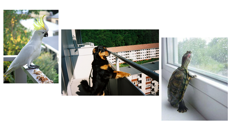 pets in apartments Cockatoo-Dog-Turtle-staring-outside-at-cat