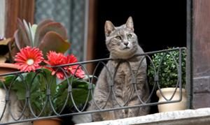 house-cat-staring-outside-window