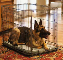 pet-dog-crate-training-in-apartment