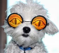 pet-dog-in-apartment-with-big-eyes