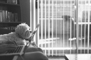 pet-dog-in-apartment-thinking